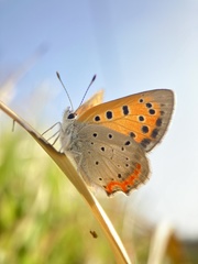 Lycaena phlaeas daimio