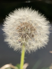 Taraxacum officinale