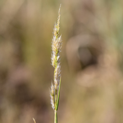Eriochloa australiensis