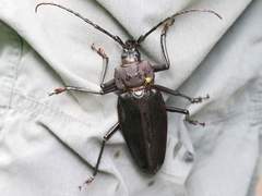 Ctenoscelis acanthopus