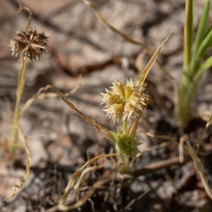 Dactyloctenium radulans
