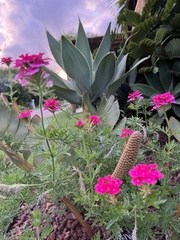 Glandularia peruviana