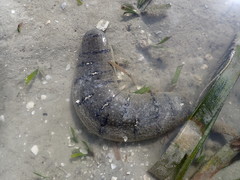 Holothuria scabra