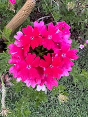 Glandularia peruviana