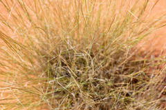 Aristida holathera