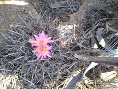 Eriosyce nigrihorrida