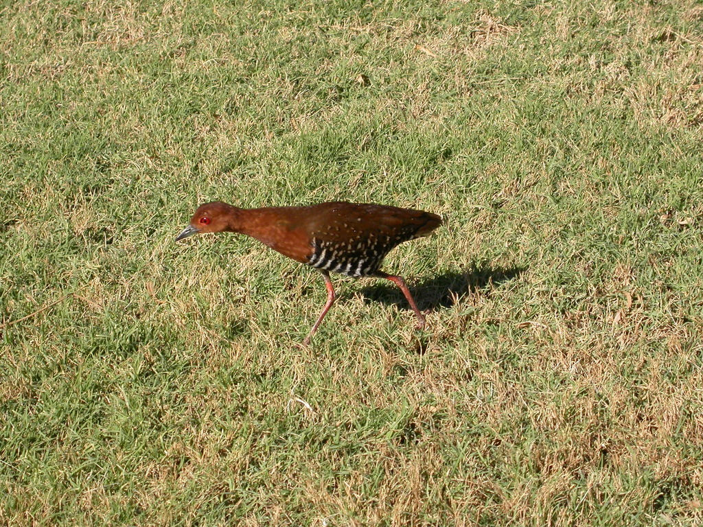 Red-Legged Crake