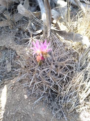 Eriosyce nigrihorrida