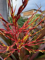 Aechmea blanchetiana