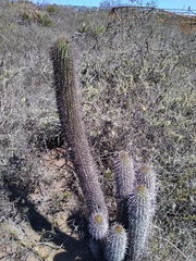 Trichocereus skottsbergii