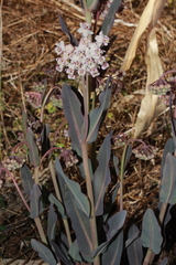 Asclepias macroura