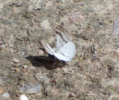 Lomographa semiclarata