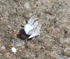 Lomographa semiclarata