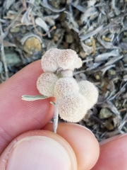 Rhopalomyia hirtipomum