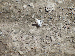 Lomographa semiclarata