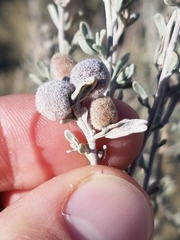 Rhopalomyia hirtipomum