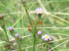 Symphyotrichum graminifolium