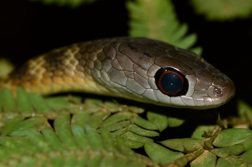 Emerald Green Snake