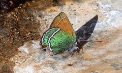 Callophrys mcfarlandi