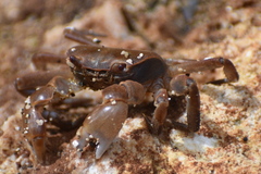 Cyclograpsus integer