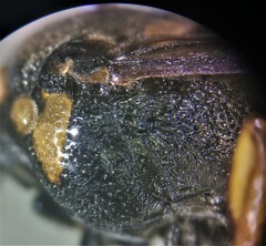 Hoplisoides costalis
