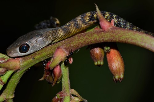 Emerald Green Snake