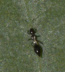 Franklinothrips vespiformis