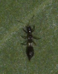 Franklinothrips vespiformis