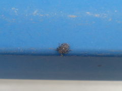 Ceutorhynchus pallidactylus