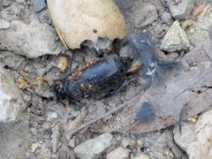 Nicrophorus nigrita