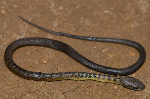 Emerald Green Snake