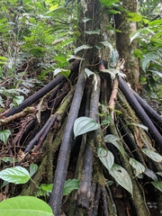 Iriartea deltoidea