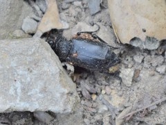 Nicrophorus nigrita