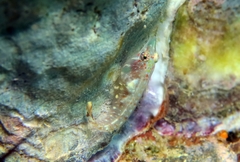 Apletodon wirtzi