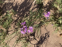 Glandularia parodii