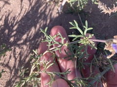 Glandularia parodii