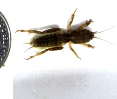 Neoscapteriscus borellii