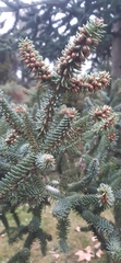 Abies pinsapo