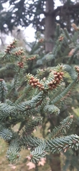 Abies pinsapo