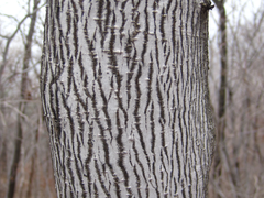 Neoshirakia japonica