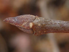 Neoshirakia japonica