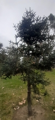 Abies pinsapo