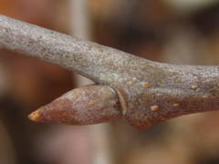 Neoshirakia japonica