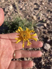 Gaillardia cabrerae