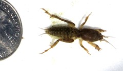 Neoscapteriscus borellii