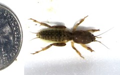 Neoscapteriscus borellii