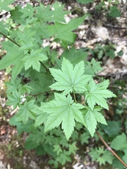 Acer circinatum