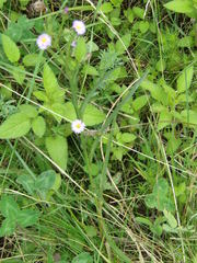 Symphyotrichum graminifolium