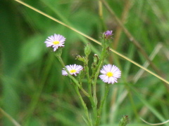 Symphyotrichum graminifolium