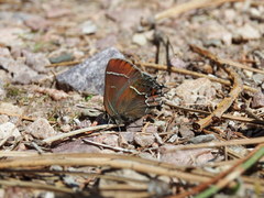 Callophrys spinetorum